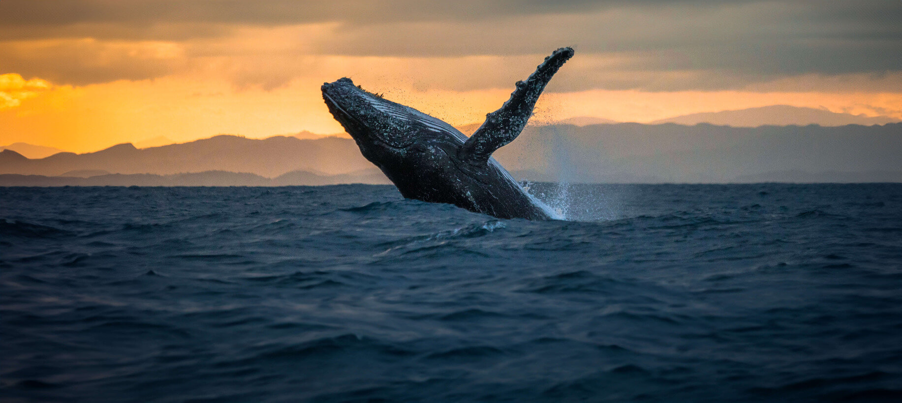 Baleine à Sainte Marie