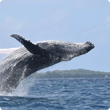 Sainte Marie - Madagascar